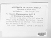 Puccinia chamaesarachae image